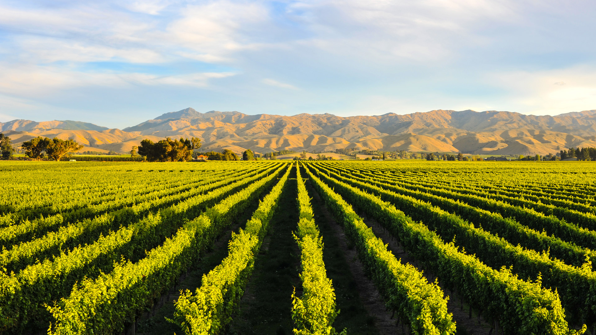 A Blenheim vineyard