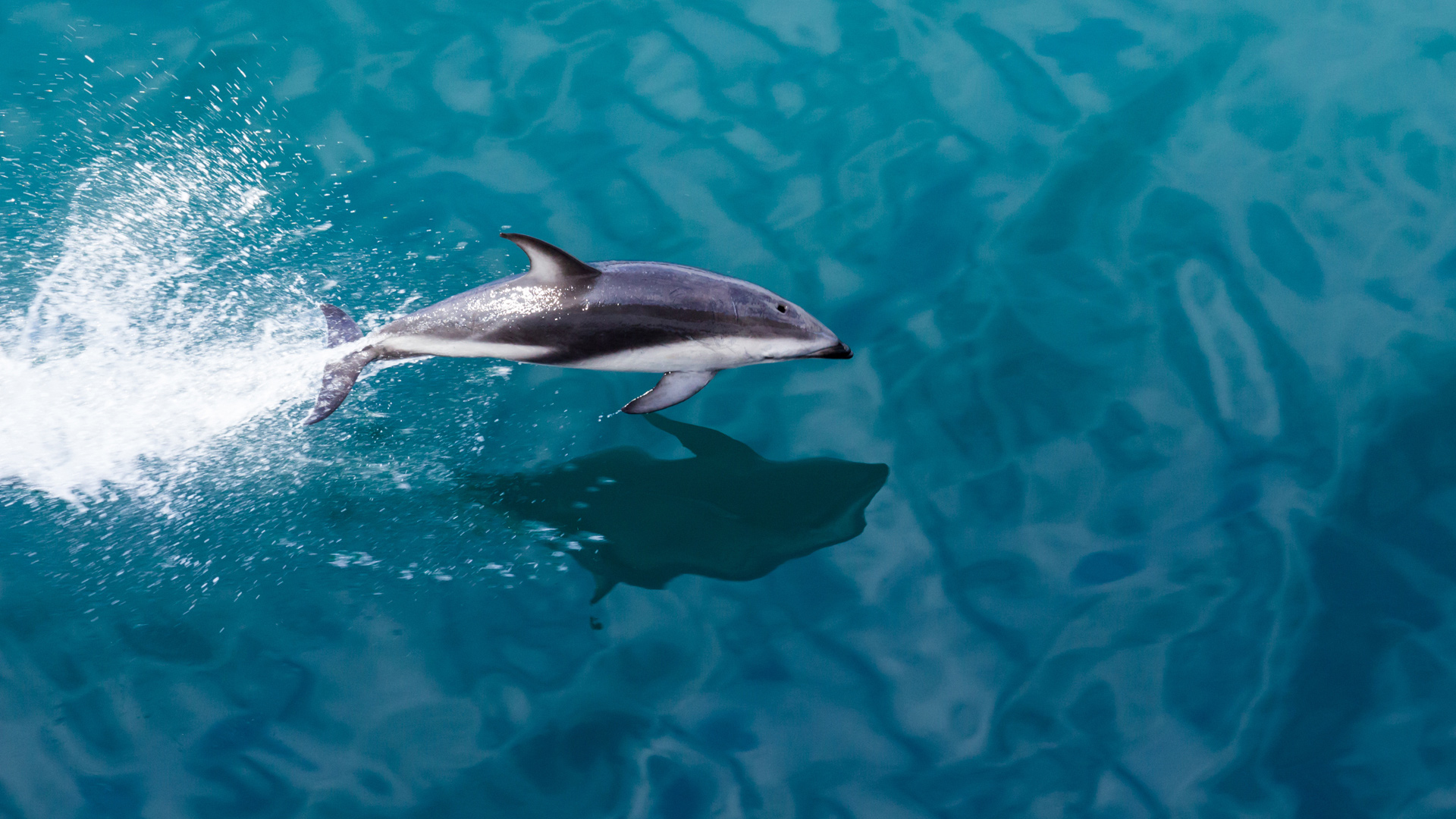 A dolphin at Milford Sound