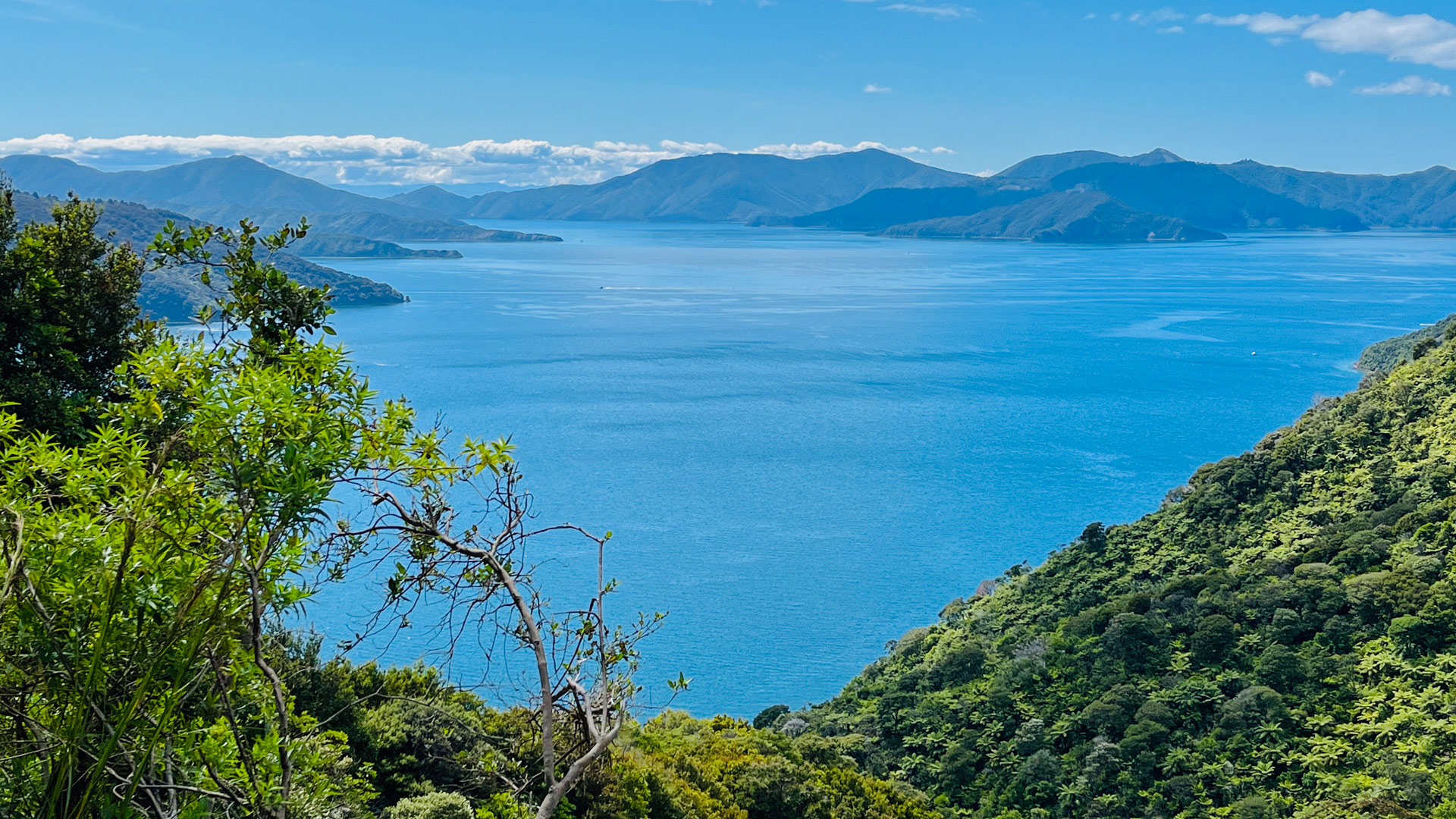 Queen Charlotte track in Marlborough Sounds