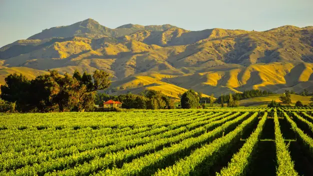 Stunning sun and shadows at a Blenheim vineyard