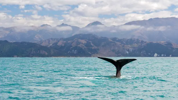 A whale at Kaikōura