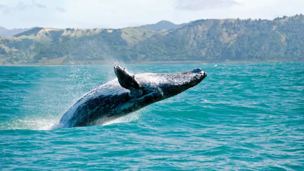 Kaikoura whale breaching