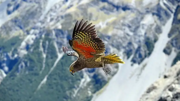 Kea in flight, South Island