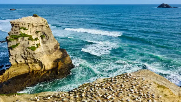 Murawai Gannet Colony
