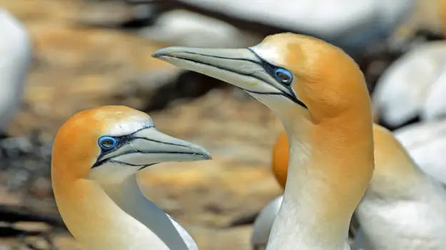 Gannet at the Murawai Gannet Colony