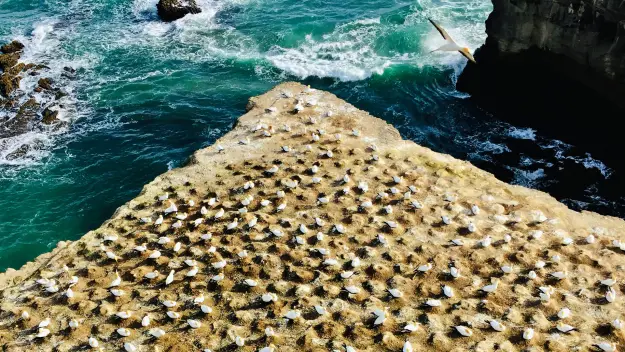 Gannet Colony in Murawai