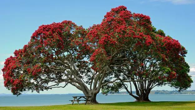 Pahutukawa tree
