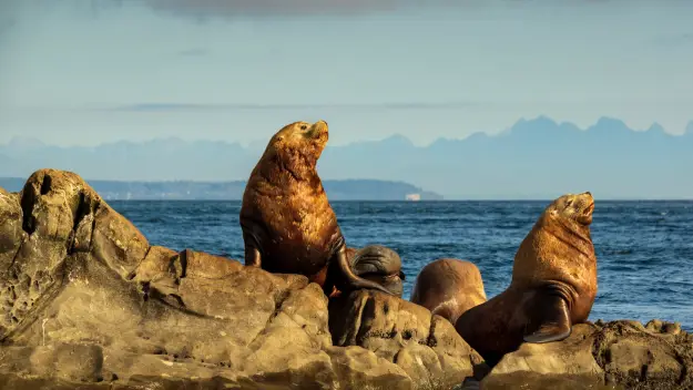 Sea Lions at Kaikoura