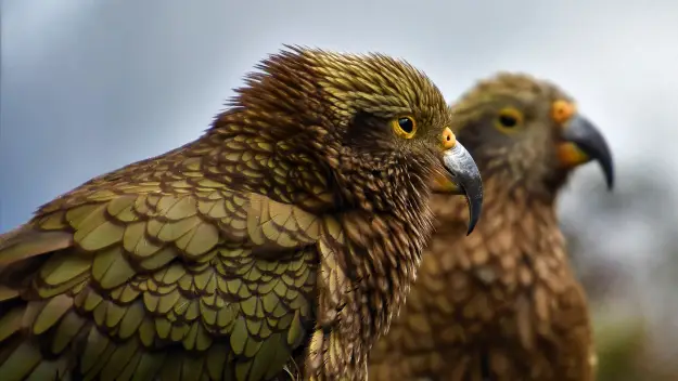 A pair of Kea at Franz Joseph Glacier